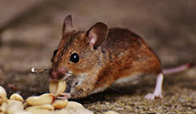 24 Hour & Emergency Exterminators in Union Grove, NC